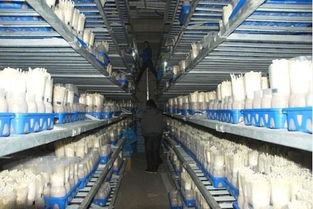 现代化食用菌生产环境控制系统,菌菇房智能监控系统